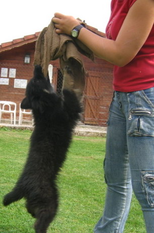 Cheyenne Du val des hurles vent